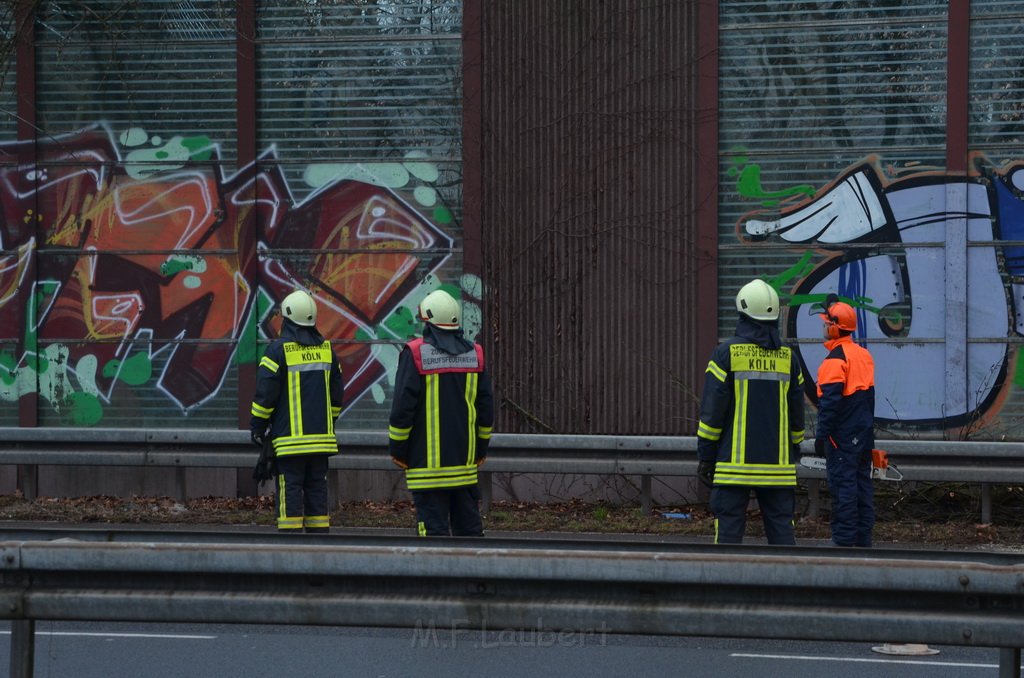 Einsatz BF Baum Koeln Vingst Vingster Ring P19.JPG - Miklos Laubert